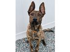 Adopt MURPHY a Brindle Shepherd (Unknown Type) / Mixed dog in Cranston