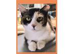 Adopt Juliette a Calico or Dilute Calico Calico / Mixed (short coat) cat in