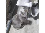 Adopt Marnie a Tortoiseshell Domestic Shorthair (short coat) cat in Crown Point