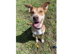 Adopt Ruby a Red/Golden/Orange/Chestnut - with White Mixed Breed (Medium) /