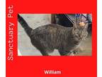 Adopt William - The Wild Kitty a Domestic Shorthair / Mixed (short coat) cat in