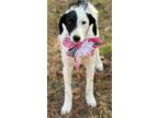 Adopt SKLYARR a White - with Black Parson Russell Terrier / Labrador Retriever /