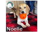 Adopt NOELLE a Tricolor (Tan/Brown & Black & White) Beagle / Mixed dog in