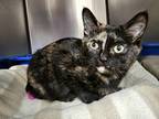 Adopt Smooshy a All Black Domestic Shorthair / Domestic Shorthair / Mixed cat in