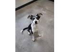 Adopt Blue a Black Mixed Breed (Small) / Mixed Breed (Medium) / Mixed (short