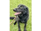 Adopt Mango a Black Shepherd (Unknown Type) / Mixed dog in Red Bluff