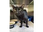 Adopt Angus a All Black Domestic Shorthair / Domestic Shorthair / Mixed cat in