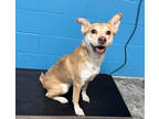 Adopt Dolly a Tan/Yellow/Fawn Australian Cattle Dog / Mixed dog in Paducah