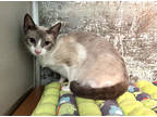 Adopt Jack a Cream or Ivory Snowshoe / Domestic Shorthair / Mixed cat in