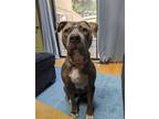 Adopt Dexter a Gray/Blue/Silver/Salt & Pepper American Pit Bull Terrier /