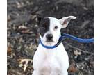 Adopt Jester a White - with Black Rat Terrier / Mixed dog in Branford