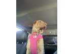 Adopt Molly a Brown/Chocolate Shar Pei / Mixed dog in Anaheim, CA (41396602)