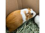 Adopt Fiona -- Bonded Buddy With Finn a Guinea Pig small animal in Des Moines