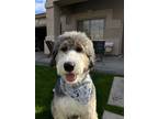 Adopt Maverick a Tricolor (Tan/Brown & Black & White) Bernedoodle / Mixed dog in
