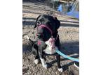 Adopt Sophia a Black - with White Labrador Retriever / Mixed dog in Boise