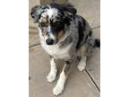 Adopt Juno a Merle Australian Shepherd / Mixed dog in Ontario, CA (41451297)