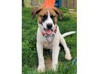 Adopt Dallas-Foster a White Labrador Retriever / Mixed Breed (Medium) / Mixed