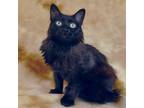 Adopt SUGAR a All Black Domestic Longhair / Domestic Shorthair / Mixed cat in