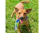 Adopt Rudy a Red/Golden/Orange/Chestnut Dachshund / Mixed dog in Waco
