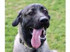 Adopt Cash a Black Caucasian Shepherd Dog / German Shepherd Dog / Mixed (short