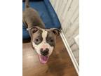 Adopt Brenda a Brindle Mixed Breed (Large) / Mixed dog in Baltimore