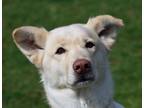 Adopt Snowflake (Senior for Senior) a White Labrador Retriever / Husky / Mixed