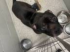 Adopt Tugboat (Tyson) a Black Mixed Breed (Large) / Mixed dog in Baltimore