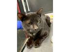 Adopt Troy a All Black Domestic Shorthair / Domestic Shorthair / Mixed cat in