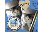 Adopt Popeye a White Domestic Longhair / Mixed Breed (Medium) / Mixed (long