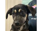 Adopt GABY a Black Shepherd (Unknown Type) / Mixed dog in San Antonio