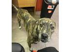 Adopt KNUCKLE HEAD a Brindle American Pit Bull Terrier / Mixed dog in Cleburne