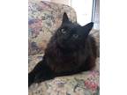 Adopt Sofie a All Black Domestic Longhair / Mixed (long coat) cat in Belleville