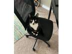 Adopt Mila a Black & White or Tuxedo American Shorthair / Mixed (short coat) cat