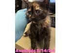 Adopt Cat Condo #5 a Domestic Longhair / Mixed (long coat) cat in Greenville