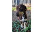 Adopt Charlie a Basset Hound dog in Windsor, CO (41445875)