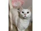 Adopt Ahab a White Domestic Shorthair / Mixed (medium coat) cat in San Antonio