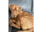 Adopt Loki a Red/Golden/Orange/Chestnut Labrador Retriever / Weimaraner / Mixed