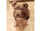 Adopt Lilith a Gray/Blue/Silver/Salt & Pepper American Pit Bull Terrier / Mixed