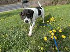 Adopt Allie a White Hound (Unknown Type) / Mixed dog in Madison, NJ (41451273)