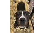 Adopt Aida a Black American Pit Bull Terrier / Mixed dog in Madison