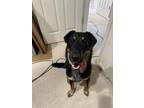 Adopt Rocket a Black - with Tan, Yellow or Fawn German Shepherd Dog / Australian