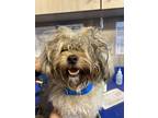 Adopt Flopsy a Gray/Blue/Silver/Salt & Pepper Shih Tzu / Mixed dog in Jackson