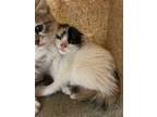 Adopt Frenchie a White Domestic Shorthair / Domestic Shorthair / Mixed cat in
