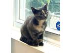 Adopt Lulu Minestrone a Tortoiseshell Domestic Shorthair (short coat) cat in