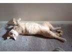 Adopt OJ Blimpson a Orange or Red Tabby Domestic Shorthair (short coat) cat in