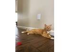 Adopt Aspen a Orange or Red Tabby American Shorthair / Mixed (medium coat) cat