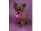 Adopt SASSY a Red/Golden/Orange/Chestnut Pomeranian / Mixed dog in Windsor