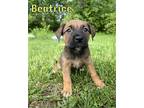 Adopt Beatrice a Brown/Chocolate Terrier (Unknown Type, Medium) / Mixed dog in