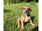 Adopt Ethel a Brown/Chocolate Terrier (Unknown Type, Medium) / Mixed dog in