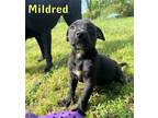 Adopt Mildred a Black Terrier (Unknown Type, Medium) / Mixed dog in Newport